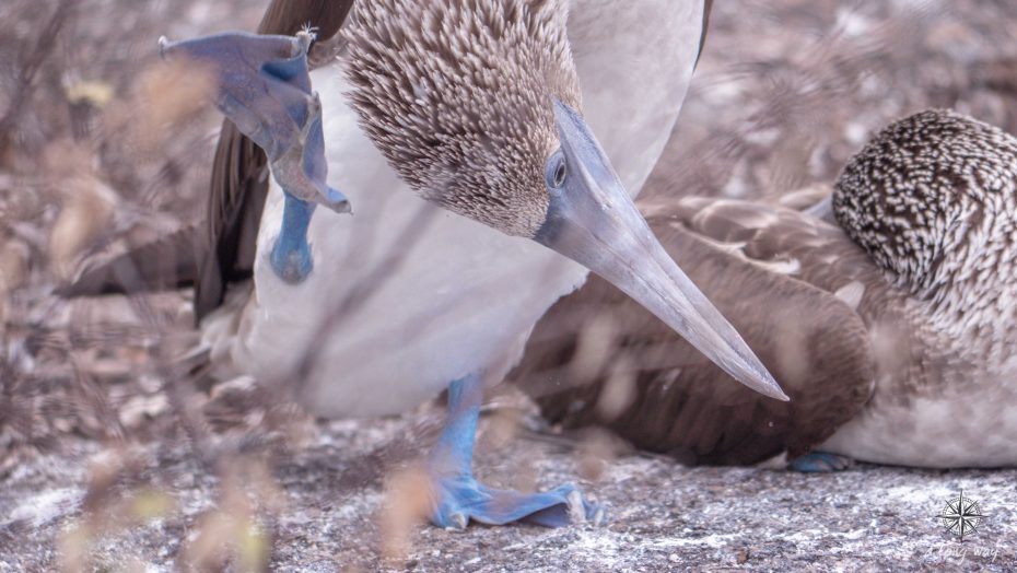 Blue footed booby - Travel the Galapogos on a budget